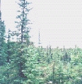 Black Spruce Forest