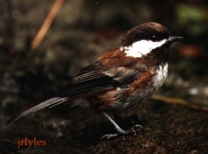 Chestnut-backed Chickadee